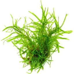 Dennerle Plants Taxiphyllum alternans Taiwan - 1 pcs