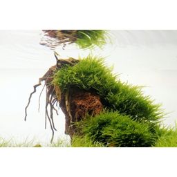 Dennerle Plants Taxiphyllum alternans Taiwan - 1 pz.