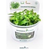 Dennerle Plants Staurogyne repens CUP