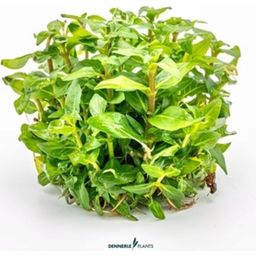 Dennerle Plants Staurogyne repens CUP - 1 Pc