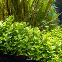 Dennerle Plants Staurogyne repens CUP - 1 Pc