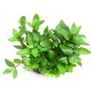 Dennerle Plants Staurogyne repens - 1 pcs