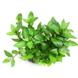 Dennerle Plants Staurogyne Repens - 1 stuk