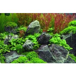 Dennerle Plants Staurogyne repens - 1 pcs