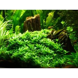 Dennerle Plants Staurogyne repens - 1 pcs