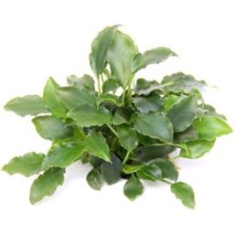 Dennerle Plants Schismatoglottis prietoi - 1 pcs