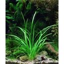 Dennerle Plants Sagittaria Subulata var. Pusilla - 1 stuk