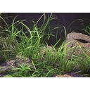 Dennerle Plants Sagittaria subulata var. pusilla - 1 st.