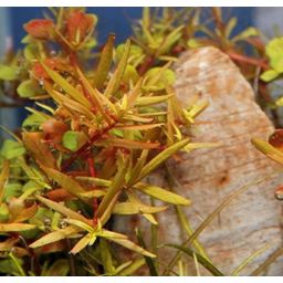 Dennerle Plants Rotala rotundifolia sp.H'Ra - 1 pz.