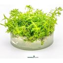 Dennerle Plants Rotala sp. 'Wayanad' CUP - 1 Pc