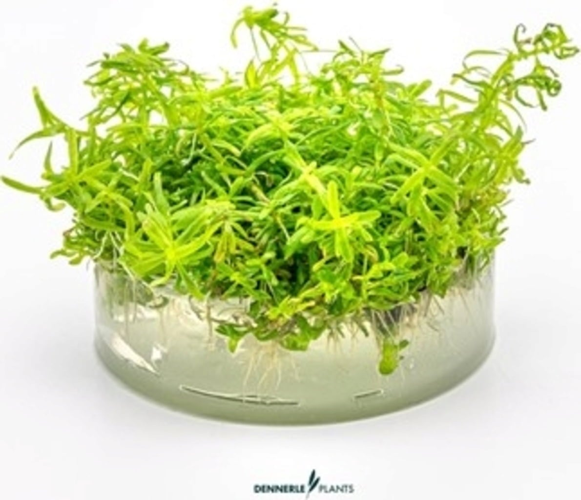 Dennerle Plants Rotala sp. 'Wayanad' CUP - 1 Stk