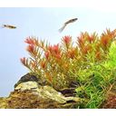 Dennerle Plants Rotala rotundifolia Orange Juice - 1 pz.