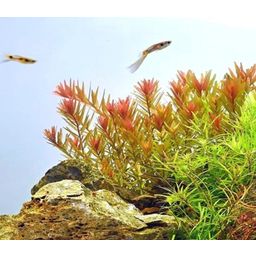 Dennerle Plants Rotala rotundifolia Orange Juice - 1 Stk