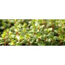 Dennerle Plants Rotala rotundifolia Orange Juice - 1 ks