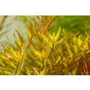 Dennerle Plants Rotala rotundifolia Laos - 1 ks