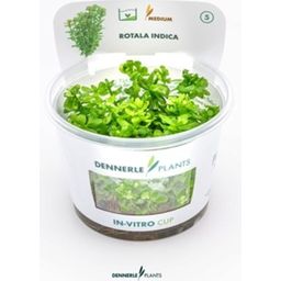 Dennerle Plants Rotala indica CUP - 1 ks