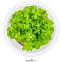 Dennerle Plants Rotala indica CUP - 1 pz.