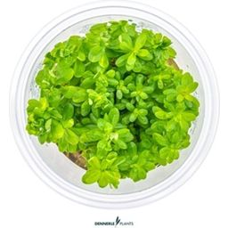 Dennerle Plants Rotala indica CUP - 1 Stk