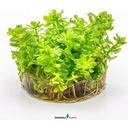 Dennerle Plants Rotala indica CUP - 1 Pc