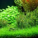 Dennerle Plants Rotala indica CUP - 1 ud.