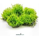 Dennerle Plants Riccardia chamedryfolia CUP - 1 ks