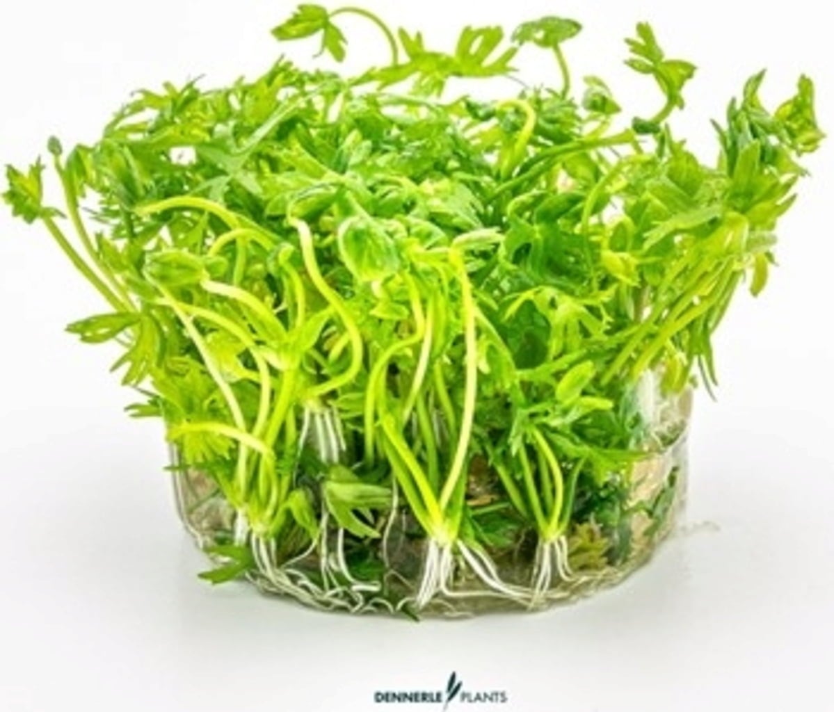 Dennerle Plants Ranunculus inundatus CUP - 1 Stk