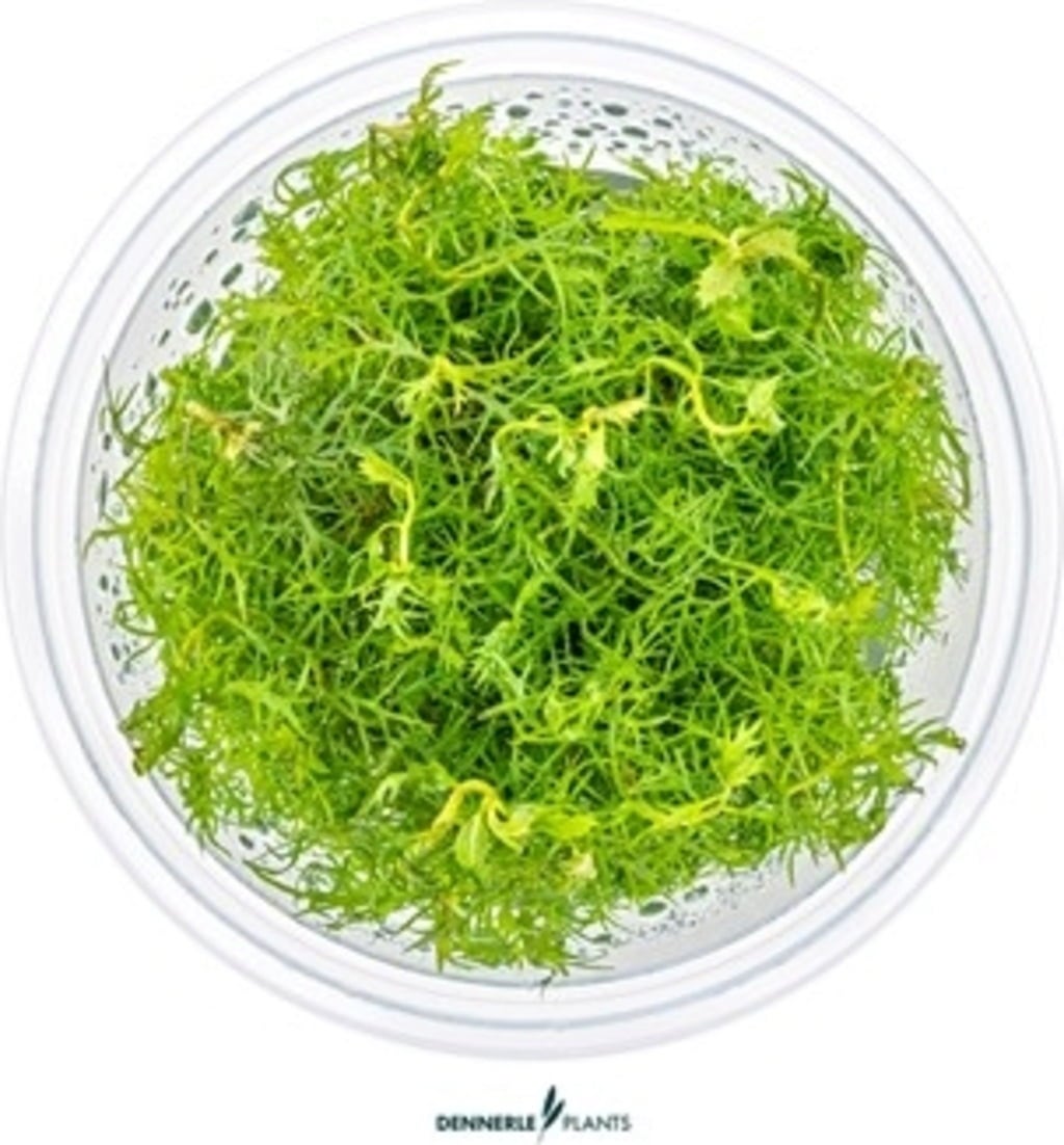 Dennerle Plants Proserpinaca palustris CUP - 1 Stk