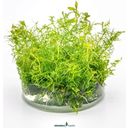 Dennerle Plants Proserpinaca palustris CUP - 1 ks