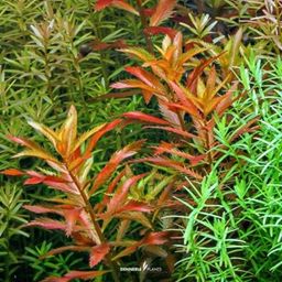 Dennerle Plants Proserpinaca palustris CUP - 1 Stk