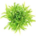 Dennerle Plants Pogostemon helferi - 1 Pc