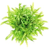 Dennerle Plants Pogostemon helferi