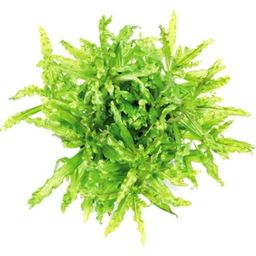 Dennerle Plants Pogostemon helferi - 1 Pc