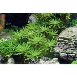 Dennerle Plants Pogostemon helferi - 1 Pc