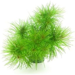 Dennerle Plants Pogostemon deccanensis - 1 ks