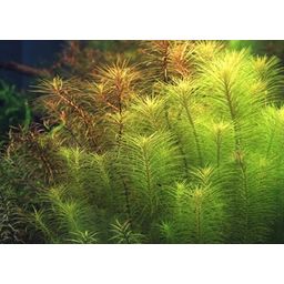 Dennerle Plants Pogostemon deccanensis - 1 ks