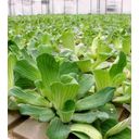 Dennerle Plants Pistia stratiotes - 1 Pc