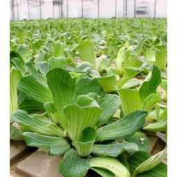 Dennerle Plants Pistia stratiotes - 1 pcs