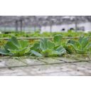 Dennerle Plants Pistia stratiotes - 1 pcs