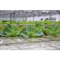 Dennerle Plants Pistia Stratiotes - 1 stuk