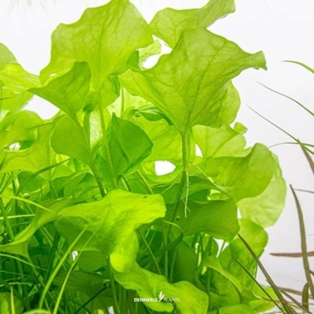 Dennerle Plants Nymphoides sp. 'Taiwan' CUP - 1 pcs