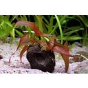 Dennerle Plants Nymphaea lotus 'Red' - Pianta Tuberosa - 1 pz.