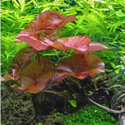 Dennerle Plants Nymphaea lotus 'Red' - Kalatka - 1 ks