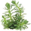 Dennerle Plants Myriophyllum sp. 'Guayana' - 1 Stk