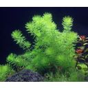 Dennerle Plants Myriophyllum sp. 'Guayana' - 1 st.