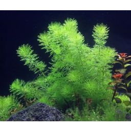 Dennerle Plants Myriophyllum sp. 'Guayana' - 1 Stk