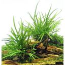 Microsorum pteropus Trident on Spiderwood - 1 Pc