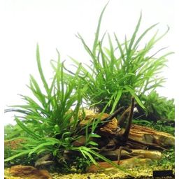 Microsorum pteropus Trident on Spiderwood - 1 Pc