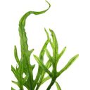 Dennerle Plants Microsorum pteropus Trident - 1 pcs