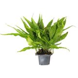 Dennerle Plants Microsorum pteropus  XXL