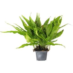 Dennerle Plants Microsorum pteropus  XXL - 1 Pc